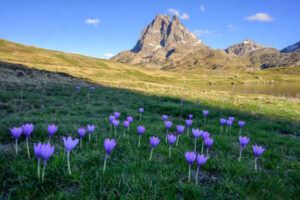 Tableau photo paysage, décoration murale pic du midi d'Ossau en automne avec les crocus en fleur.Pyrénées, montagne.
