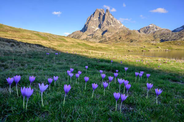 Tableau photo paysage, décoration murale pic du midi d'Ossau en automne avec les crocus en fleur.Pyrénées, montagne.